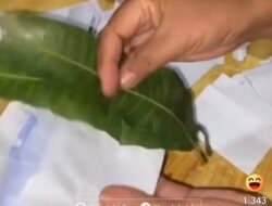 Viral! Amplop Undangan Pesta Berisi Dua Lembar Daun, Warganet Heboh
