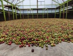 Sebaiknya Minum Kopi Giling Kasar untuk Kenikmatan dan Kesehatan