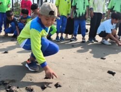 Terus Berkurang, Penyu Semakin Langka, Pelestari Siap Beli Telur