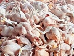 Harga Ayam Potong di Bengkulu Melonjak Rp 42 Ribu Per Kg