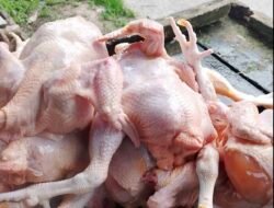 Wow, Harga Ayam Potong di Bengkulu Melonjak Tajam Rp 45 Ribu 1 Kg