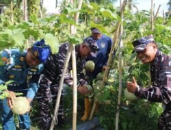 Panen Raya Melon, Lanal Bengkulu Dukung Penuh Ketahanan Pangan
