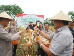 Dukung Program Presiden, Polri dan Pemprov Bengkulu Panen Jagung Serentak