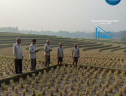 Produksi Padi Bengkulu 2025 Capai 266,57 Ribu Ton, BPS Catat Tren Penurunan