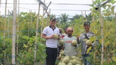 Sinergi Dengan Petani, Danlanal Bengkulu Panen Buah Melon, Semangka dan Cabe