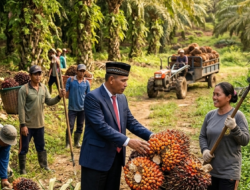 Harga Sawit Terjun Bebas, Petani Bengkulu Menjerit, Fitri : Kita Minta Pemerintah Tegas, Perusahaan Nakal Tutup Saja