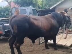 Presiden Prabowo Sumbang Sapi Kurban Seberat 900 Kg Untuk Kabupaten Bengkulu Tengah