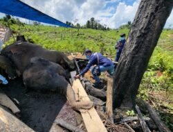 Gajah dan harimau Mati, Menhut Harus Ubah Bentang Alam Seblat jadi Suaka Margasatwa