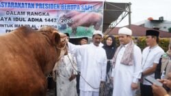 Bantuan Sapi Kurban Presiden Diserahkan di Bengkulu, Pemprov Doakan Prabowo Sukses Memimpin Indonesia