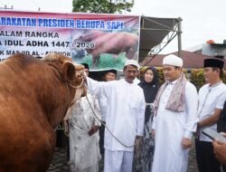 Bantuan Sapi Kurban Presiden Diserahkan di Bengkulu, Pemprov Doakan Prabowo Sukses Memimpin Indonesia