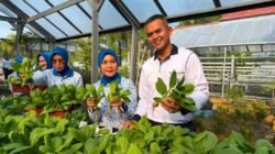 Lanal Bengkulu Panen Sayur Hidroponik dan Labu Madu, Perkuat Ketahanan Pangan Nasional