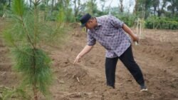 Pagar Alam Siapkan 10 Hektare Lahan, Bawang Putih Jadi Andalan Baru Ketahanan Pangan