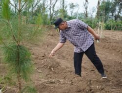 Pagar Alam Siapkan 10 Hektare Lahan, Bawang Putih Jadi Andalan Baru Ketahanan Pangan