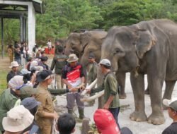 Gajah Sumatera di Ambang Kepunahan Lokal, Saatnya Rakyat Bengkulu Bergerak