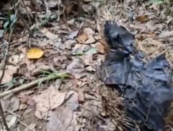 Perambahan Semakin Marak, Gajah Liar di Seblat Makan Plastik dan Pakaian untuk Bertahan Hidup