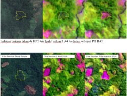 Genesis Temukan 19 Titik Deforestasi di Seblat, Menhut Didesak Jalankan Inpres 8 Tahun 2026