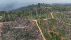 Koalisi Bentang Seblat Tolak Habitat Gajah Masuk Perhutanan Sosial