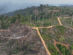 Koalisi Bentang Seblat Tolak Habitat Gajah Masuk Perhutanan Sosial
