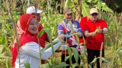 Solusi di Tengah Efisiensi, Kebun Bantu Rakyat Jadi Contoh Pemanfaatan Pekarangan OPD di Provinsi Bengkulu