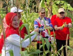 Solusi di Tengah Efisiensi, Kebun Bantu Rakyat Jadi Contoh Pemanfaatan Pekarangan OPD di Provinsi Bengkulu