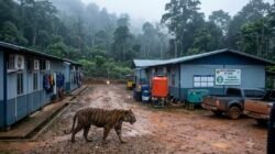 Kisah Teror Harimau Besar di Mess B.B Seluma : Karyawan Tak Berani Keluar Mess, Harimau Patroli Lima Jam