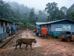 Kisah Teror Harimau Besar di Mess B.B Seluma : Karyawan Tak Berani Keluar Mess, Harimau Patroli Lima Jam