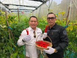 Panen Perdana Cabai di Green House IoT Kepahiang, Pertanian Cerdas Mulai Tunjukkan Hasil